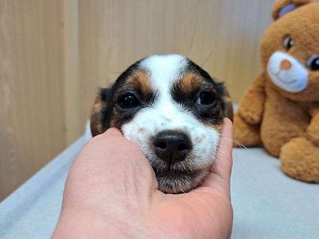 pfotenretterungarn Lyra (4)