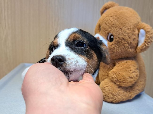 pfotenretterungarn Lyra (5)