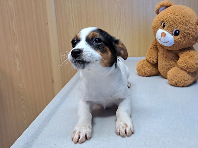 pfotenretterungarn Lyra (6)