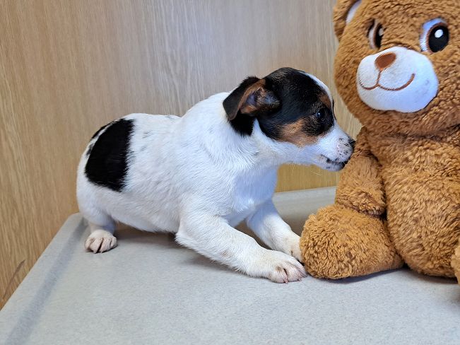 pfotenretterungarn Lyra (7)