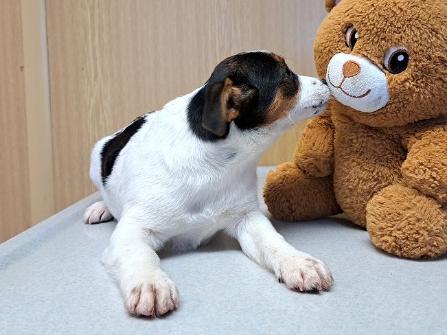 pfotenretterungarn Lyra (8)