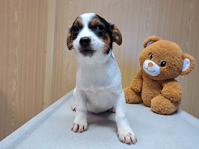 pfotenretterungarn Lyra (9)