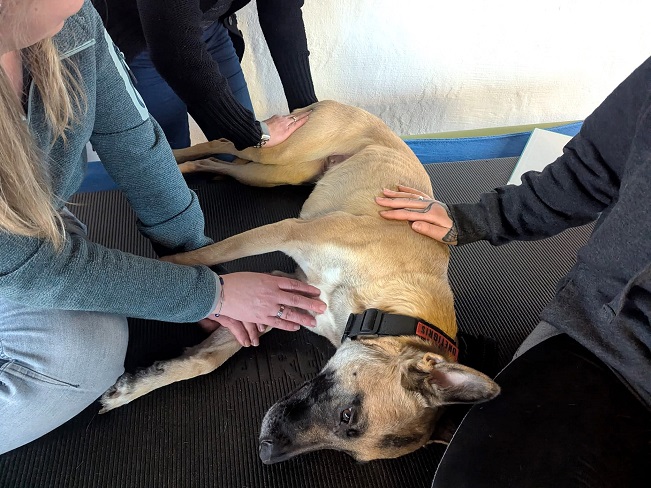 pfotenretterungarn Maze_Jenni ES (10)