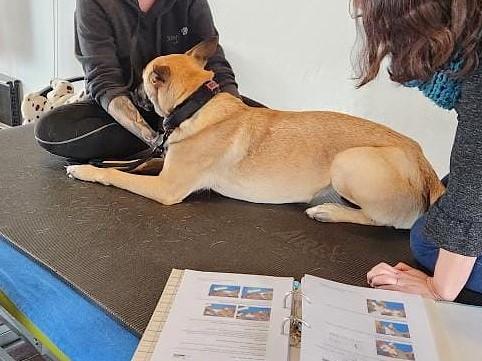 pfotenretterungarn Maze_Jenni ES (11)