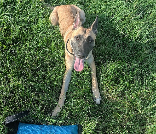 pfotenretterungarn Maze_Jenni ES (8)