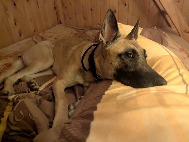 pfotenretterungarn Maze_Jenni ES (9)