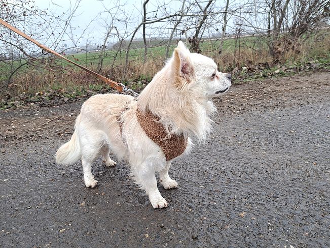 pfotenretterungarn Mazli (10)