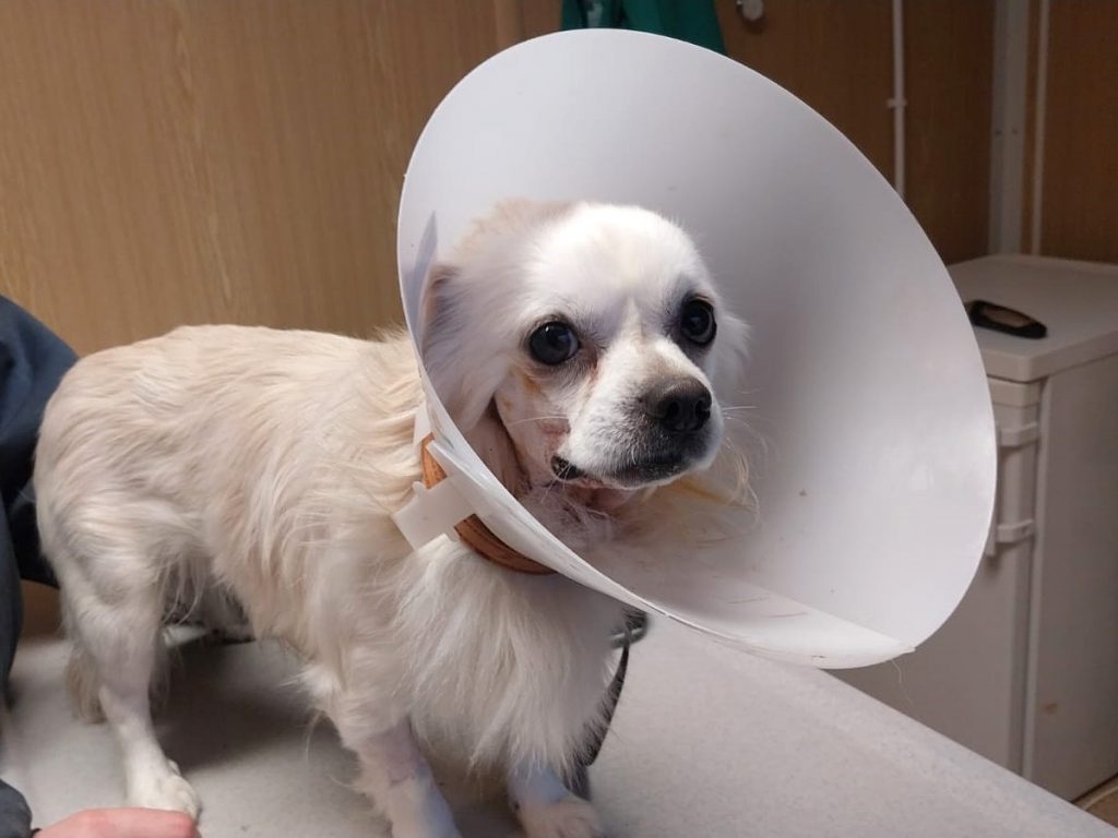 pfotenretterungarn Mazli (11)