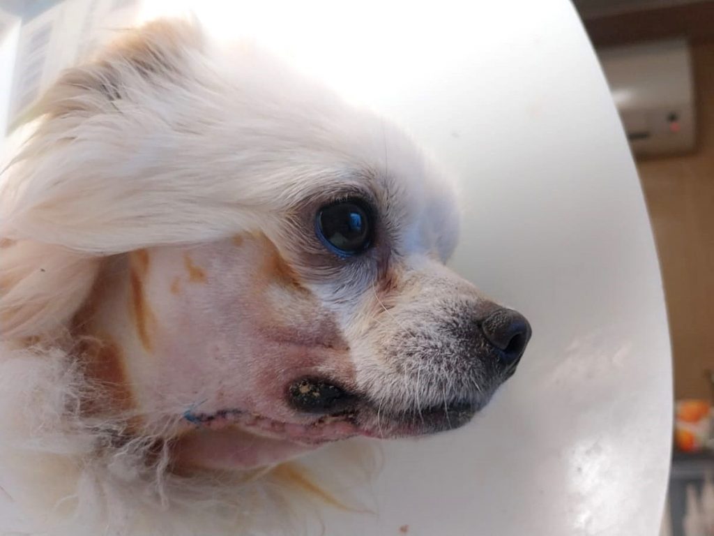 pfotenretterungarn Mazli (12)