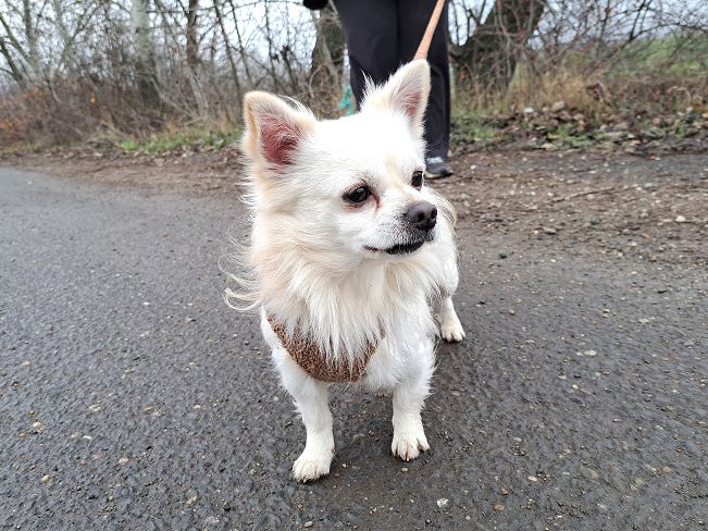 pfotenretterungarn Mazli (2)