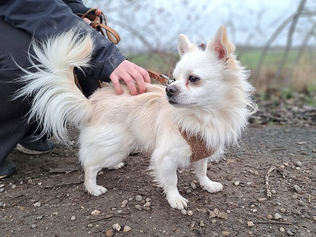 pfotenretterungarn Mazli (3)