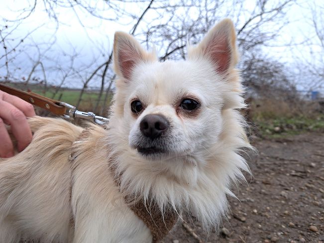 pfotenretterungarn Mazli (4)