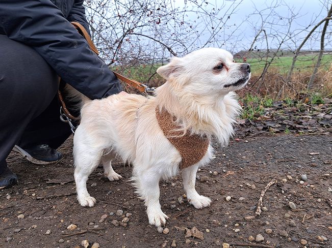 pfotenretterungarn Mazli (5)