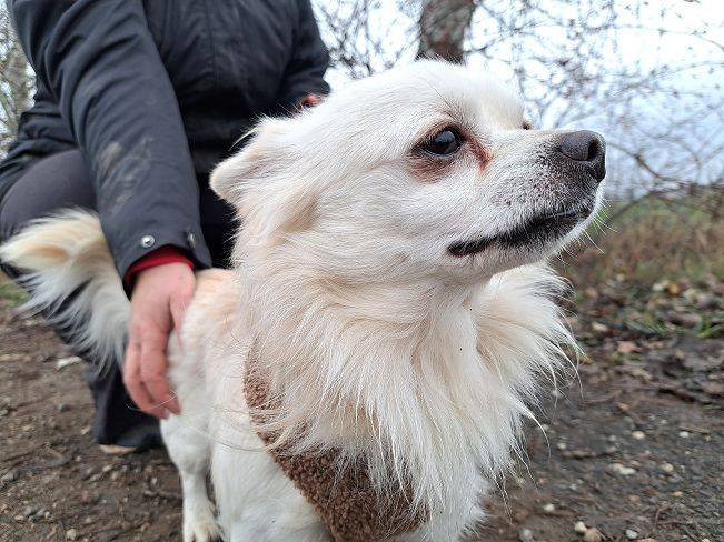 pfotenretterungarn Mazli (6)