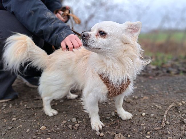 pfotenretterungarn Mazli (7)