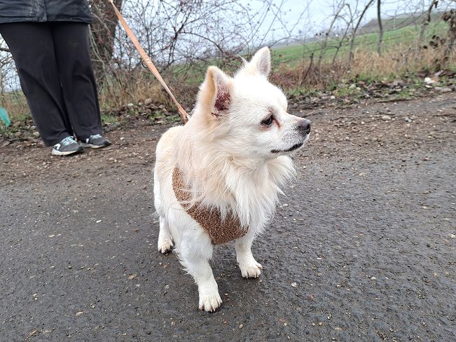 pfotenretterungarn Mazli (8)