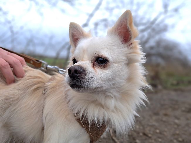 pfotenretterungarn Mazli (9)