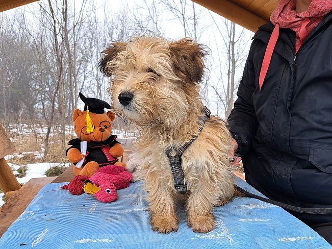 pfotenretterungarn Milo (10)