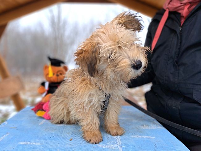 pfotenretterungarn Milo (2)