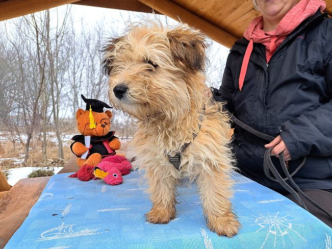 pfotenretterungarn Milo (4)