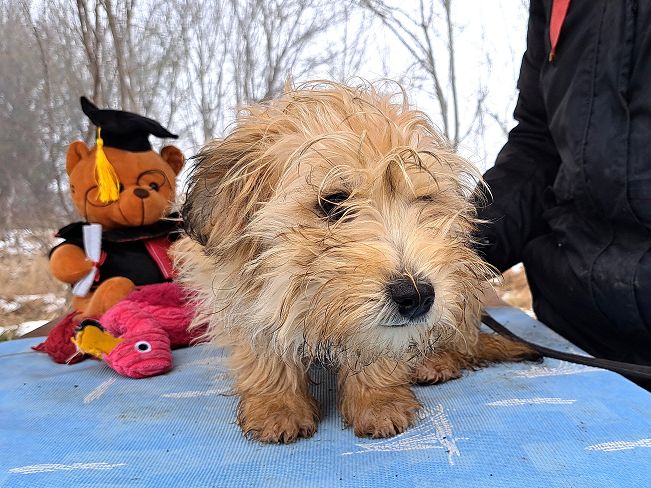 pfotenretterungarn Milo (5)