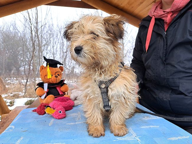 pfotenretterungarn Milo (6)