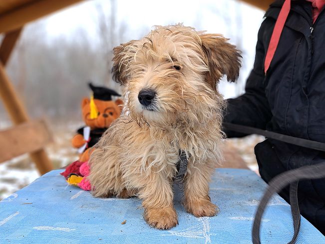 pfotenretterungarn Milo (7)