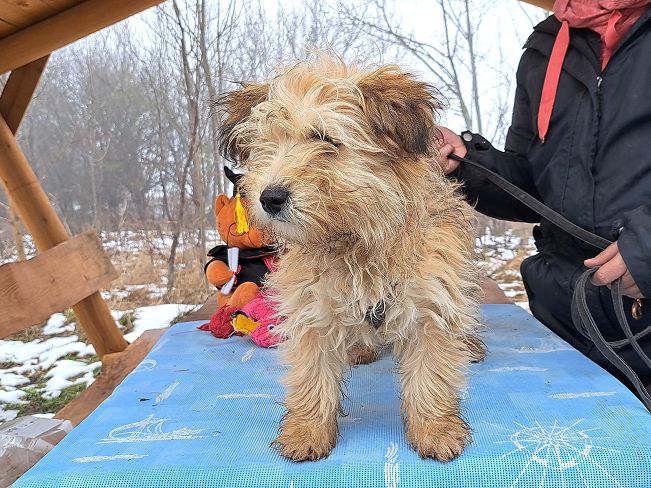 pfotenretterungarn Milo (8)