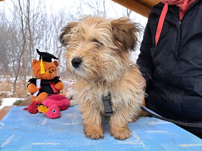 pfotenretterungarn Milo (9)