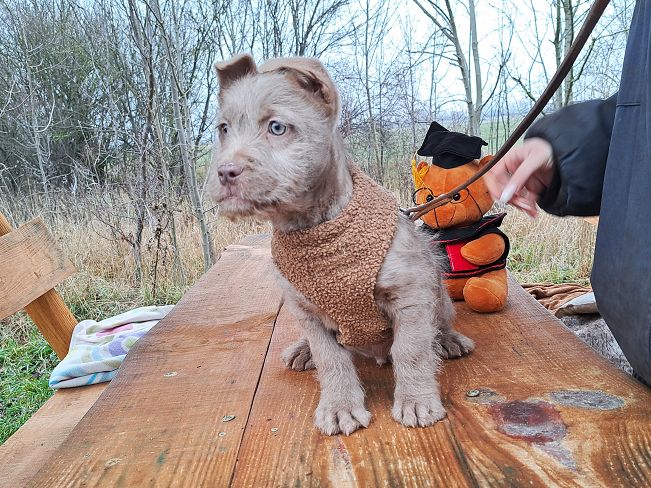 pfotenretterungarn Oakley 10