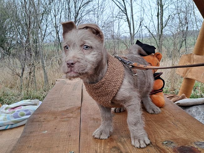 pfotenretterungarn Oakley 2