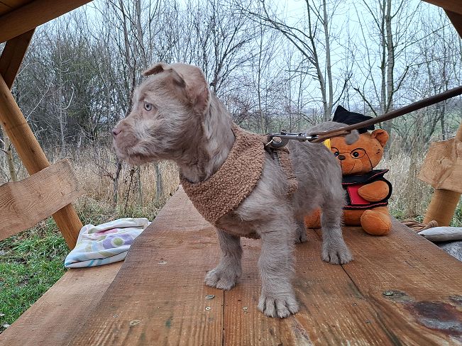 pfotenretterungarn Oakley 3