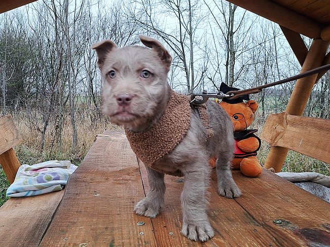 pfotenretterungarn Oakley 4