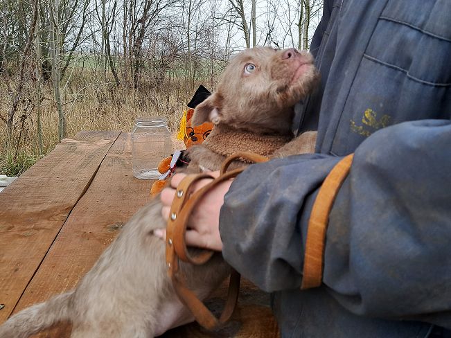 pfotenretterungarn Oakley 5