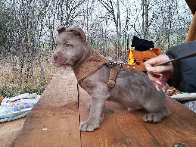 pfotenretterungarn Oakley 6