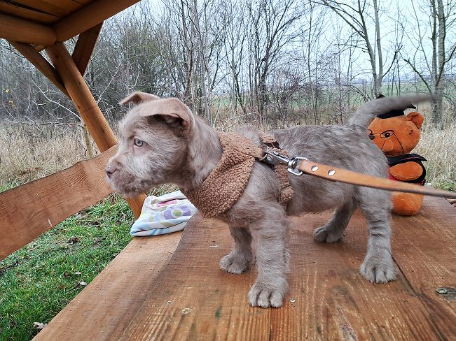 pfotenretterungarn Oakley 8