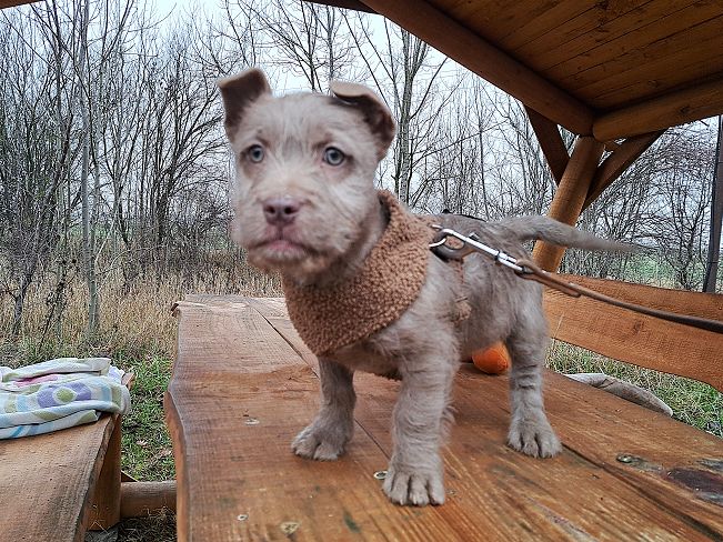 pfotenretterungarn Oakley 9