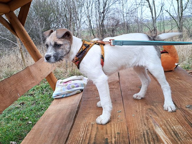 pfotenretterungarn Ophelia (10)