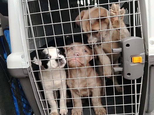 pfotenretterungarn Ophelia (11)