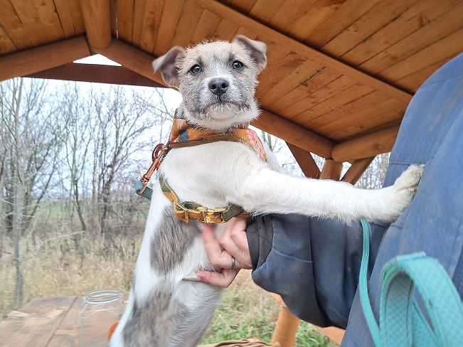 pfotenretterungarn Ophelia (2)