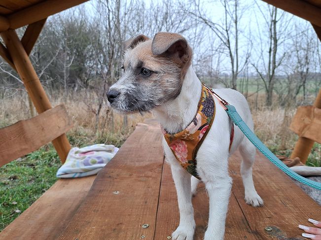 pfotenretterungarn Ophelia (3)