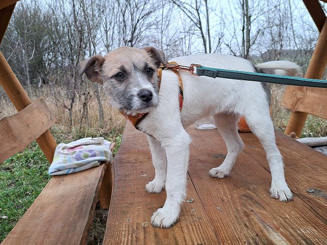 pfotenretterungarn Ophelia (4)