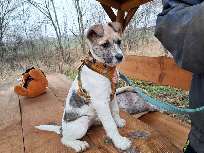 pfotenretterungarn Ophelia (5)