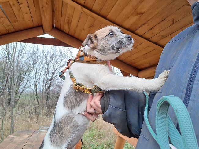 pfotenretterungarn Ophelia (7)