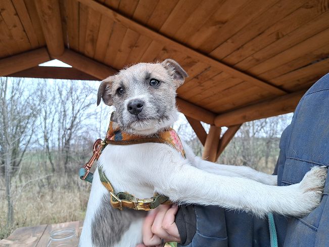 pfotenretterungarn Ophelia (8)