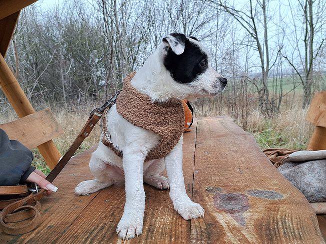 pfotenretterungarn Orlando (10)