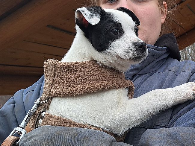 pfotenretterungarn Orlando (11)