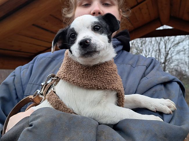 pfotenretterungarn Orlando (2)