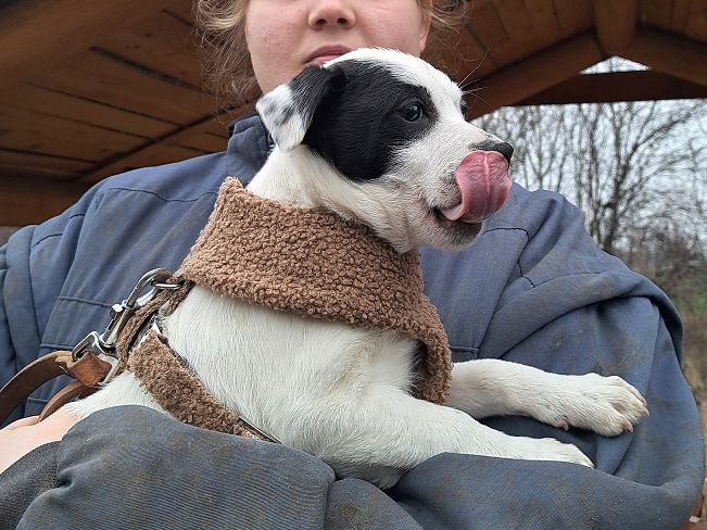 pfotenretterungarn Orlando (3)