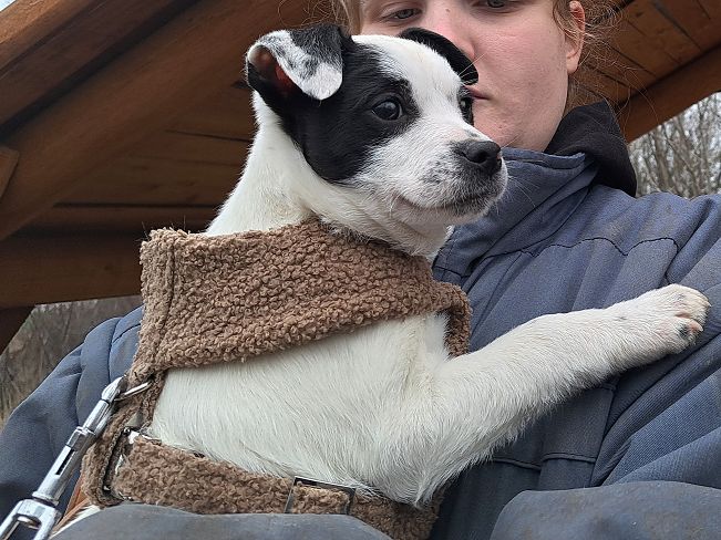 pfotenretterungarn Orlando (4)